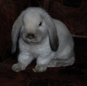 Продажа декоративных вислоухих крольчат!!!