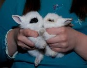 Кролик декоративный – лучший подарок любимым