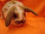 карликовые кролики - малыши вислоухие