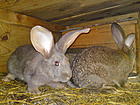 Кролики-великаны бельгийский фландр