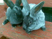 Продам кролів породи сріблястий.